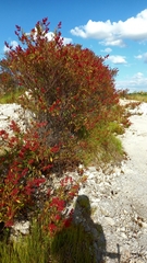 Rumex usambarensis