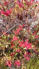 Rumex usambarensis
