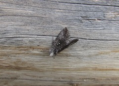 Syngrapha interrogationis