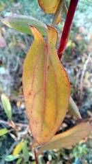 Rumex usambarensis