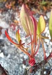 Rumex usambarensis