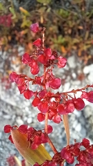 Rumex usambarensis