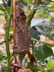 Bradypodion melanocephalum