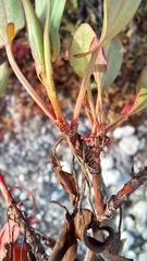Rumex usambarensis