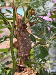Bradypodion melanocephalum