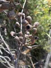 Eucalyptus obliqua
