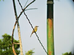 Tyrannus melancholicus