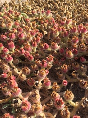 Mesembryanthemum crystallinum