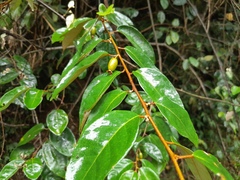 Elaeagnus triflora