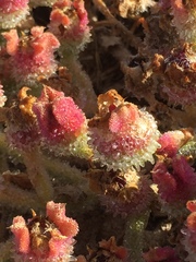 Mesembryanthemum crystallinum