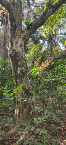 Image of Lagerstroemia Hypoleuca (Lagerstroemia hypoleuca) by (c) T R Shankar Raman, some rights reserved (CC BY)