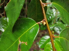 Elaeagnus triflora