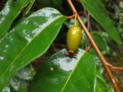 Elaeagnus triflora