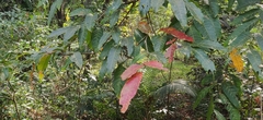 Lagerstroemia hypoleuca