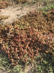 Mesembryanthemum crystallinum