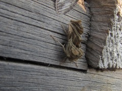 Euchalcia variabilis