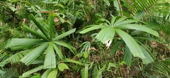 Licuala peltata