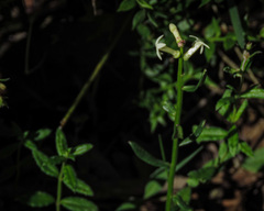 Stackhousia viminea