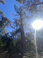 Eucalyptus obliqua
