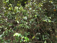 Elaeagnus triflora
