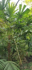 Licuala peltata