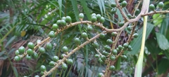 Licuala peltata