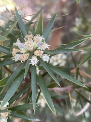 Cyathodes glauca