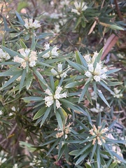 Cyathodes glauca