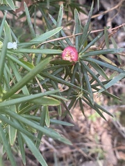 Cyathodes glauca