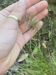 Australopyrum pectinatum