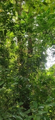 Pterocarpus dalbergioides