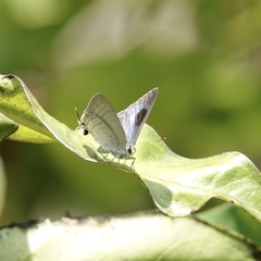 Hypolycaena phorbas