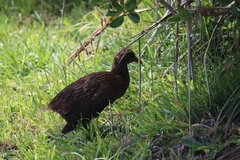 Gallirallus australis australis