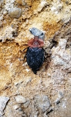 Oiceoptoma thoracicum