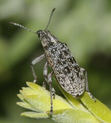 Pachyura australis