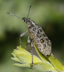 Pachyura australis