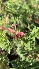 Indigofera oxytropis
