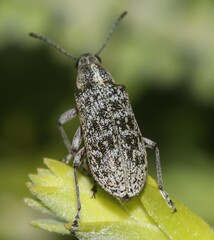 Pachyura australis