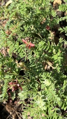 Indigofera oxytropis