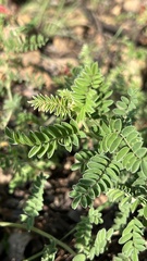 Indigofera oxytropis