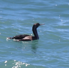 Phalacrocorax punctatus