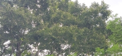 Pterocarpus dalbergioides
