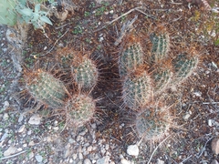 Echinocereus engelmannii fasciculatus