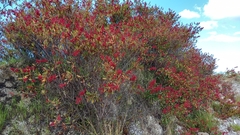Rumex usambarensis