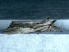 Ecnomodes sagittaria