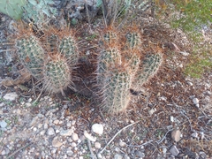 Echinocereus engelmannii fasciculatus