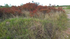 Rumex usambarensis