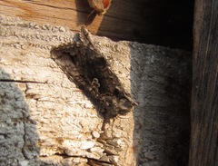 Syngrapha interrogationis