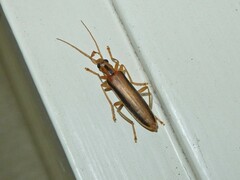 Thelyphassa lineata