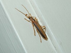 Thelyphassa lineata